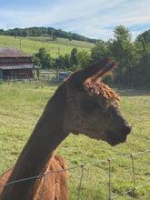 Load image into Gallery viewer, Brown Alpaca Roving